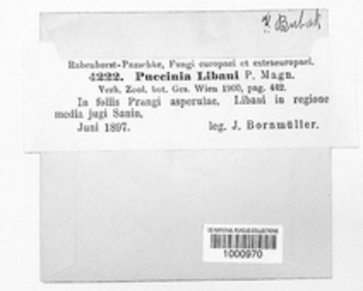 Puccinia libani image